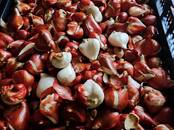 Домашние растения Цветы, Фото