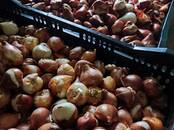 Домашние растения Цветы, Фото