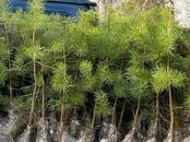 Перевозка грузов и людей Стройматериалы и конструкции, Фото