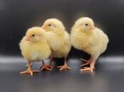 Птицеводство Другое, Фото