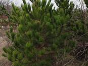 Сельское хозяйство Семена и рассада, Фото