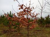 Сельское хозяйство Семена и рассада, Фото