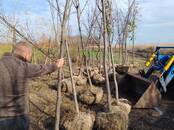 Сельское хозяйство Семена и рассада, Фото