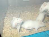 Грызуны Разное, Фото