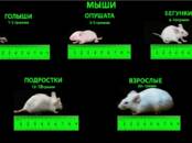 Грызуны Разное, Фото