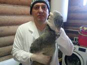 Ветеринария Ветеринары и ветеринарные клиники, Фото