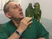 Ветеринария Ветеринары и ветеринарные клиники, Фото