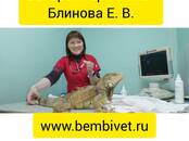 Ветеринария Ветеринары и ветеринарные клиники, Фото