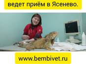 Ветеринария Ветеринары и ветеринарные клиники, Фото