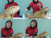 Ветеринария Ветеринары и ветеринарные клиники, Фото