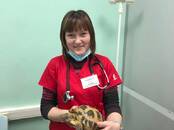 Ветеринария Ветеринары и ветеринарные клиники, Фото