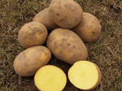 Продовольствие,  Овощи ﻿Картофель, Фото