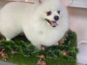 Животные Разное, Фото