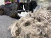 Животные Разное, Фото