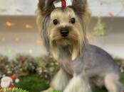 Животные Разное, Фото