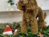 Животные Разное, Фото