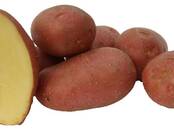 Сельское хозяйство Семена и рассада, Фото