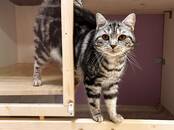 Животные Разное, Фото