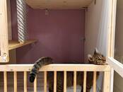 Животные Разное, Фото