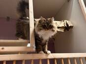 Животные Разное, Фото