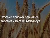 Продовольствие Зерно и мука, Фото