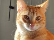 Кошки, котята Разное, Фото