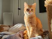 Кошки, котята Разное, Фото