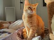 Кошки, котята Разное, Фото