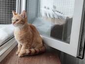 Кошки, котята Разное, Фото