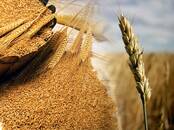 Сельское хозяйство Семена и рассада, Фото