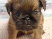 Собаки, щенки Бельгийский гриффон, Фото