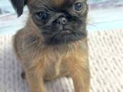 Собаки, щенки Бельгийский гриффон, Фото