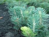 Сельское хозяйство Семена и рассада, Фото