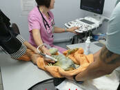 Ветеринария Ветеринары и ветеринарные клиники, Фото