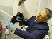 Ветеринария Ветеринары и ветеринарные клиники, Фото