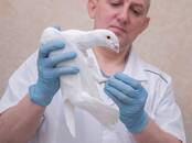 Ветеринария Ветеринары и ветеринарные клиники, Фото