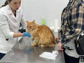 Ветеринария Ветеринары и ветеринарные клиники, Фото