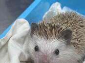 Ветеринария Ветеринары и ветеринарные клиники, Фото