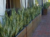 Хозяйственные работы Уход за домашними растениями, Фото