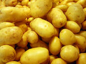 Сельское хозяйство Семена и рассада, Фото