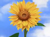 Сельское хозяйство Семена и рассада, Фото