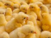 Попугаи и птицы Разное, Фото