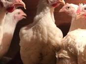 Попугаи и птицы Разное, Фото