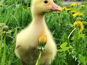 Попугаи и птицы Разное, Фото