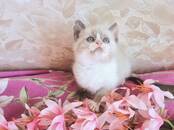 Кошки, котята Рэгдолл, Фото