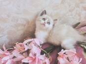 Кошки, котята Рэгдолл, Фото