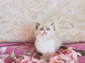 Кошки, котята Рэгдолл, Фото