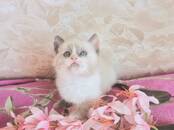 Кошки, котята Рэгдолл, Фото