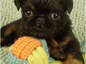 Собаки, щенки Бельгийский гриффон, Фото