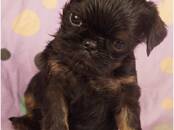 Собаки, щенки Бельгийский гриффон, Фото